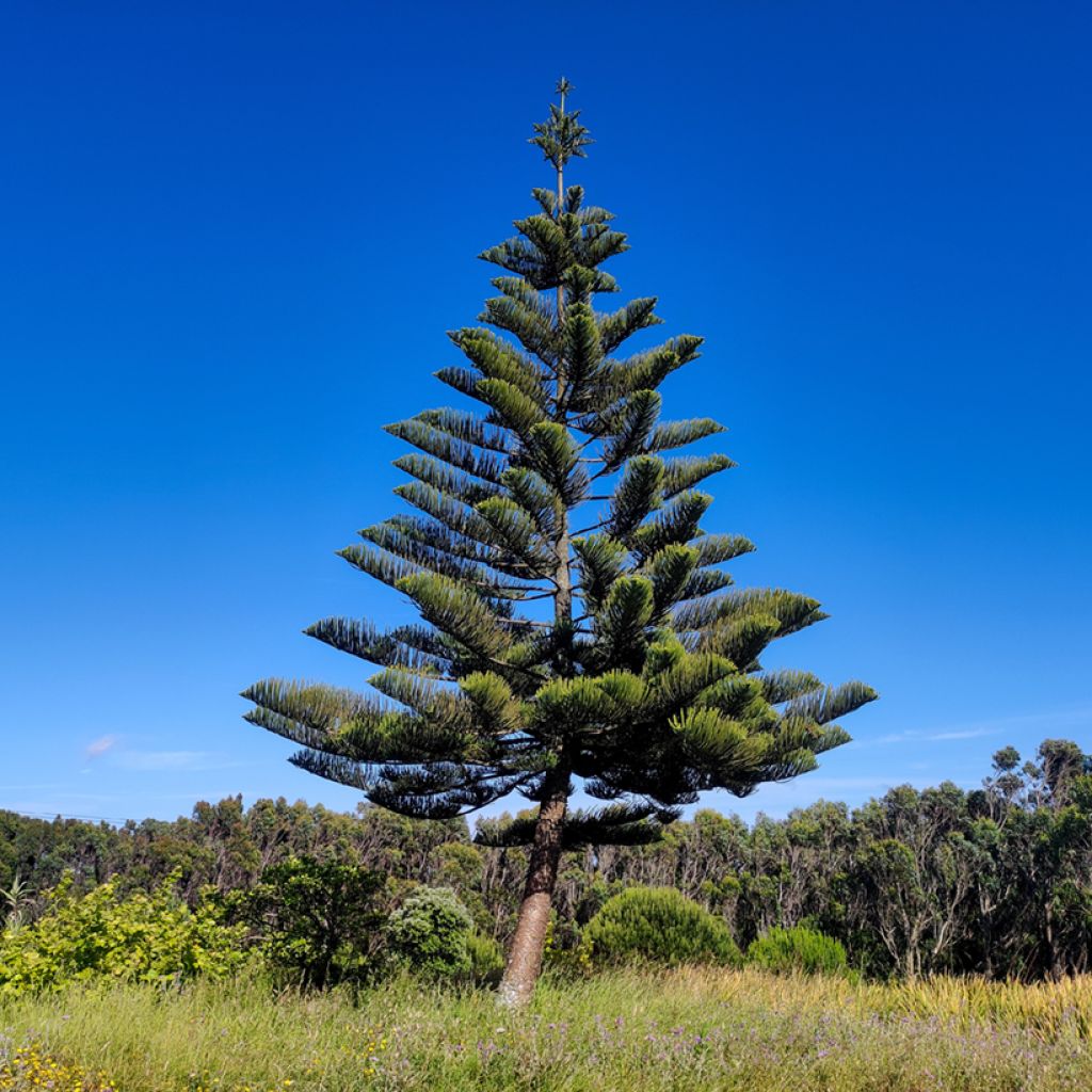 Araucaria heterophylla - Pin de Norfolk