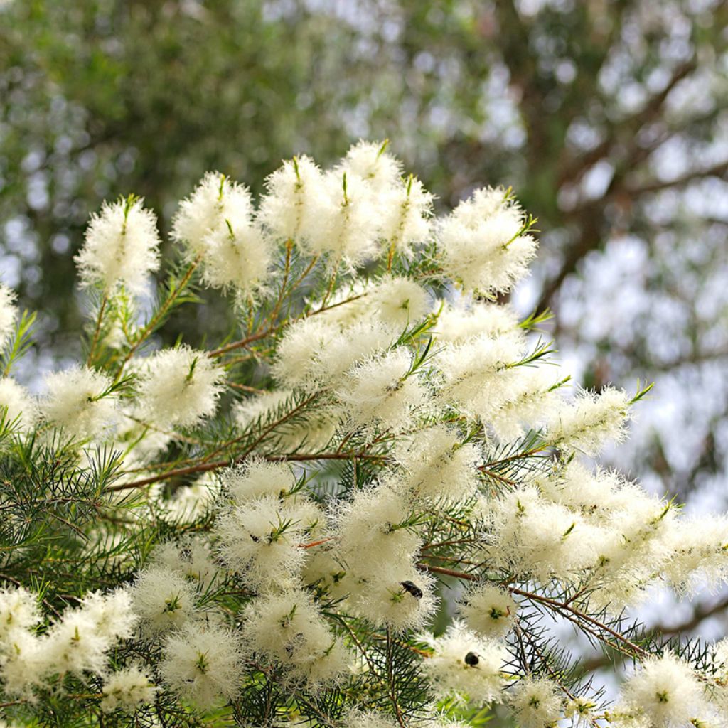 Melaleuca alternifolia - Arbre à thé