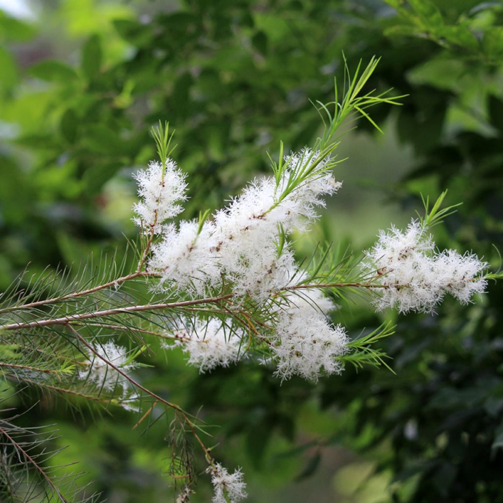 Melaleuca alternifolia - Arbre à thé