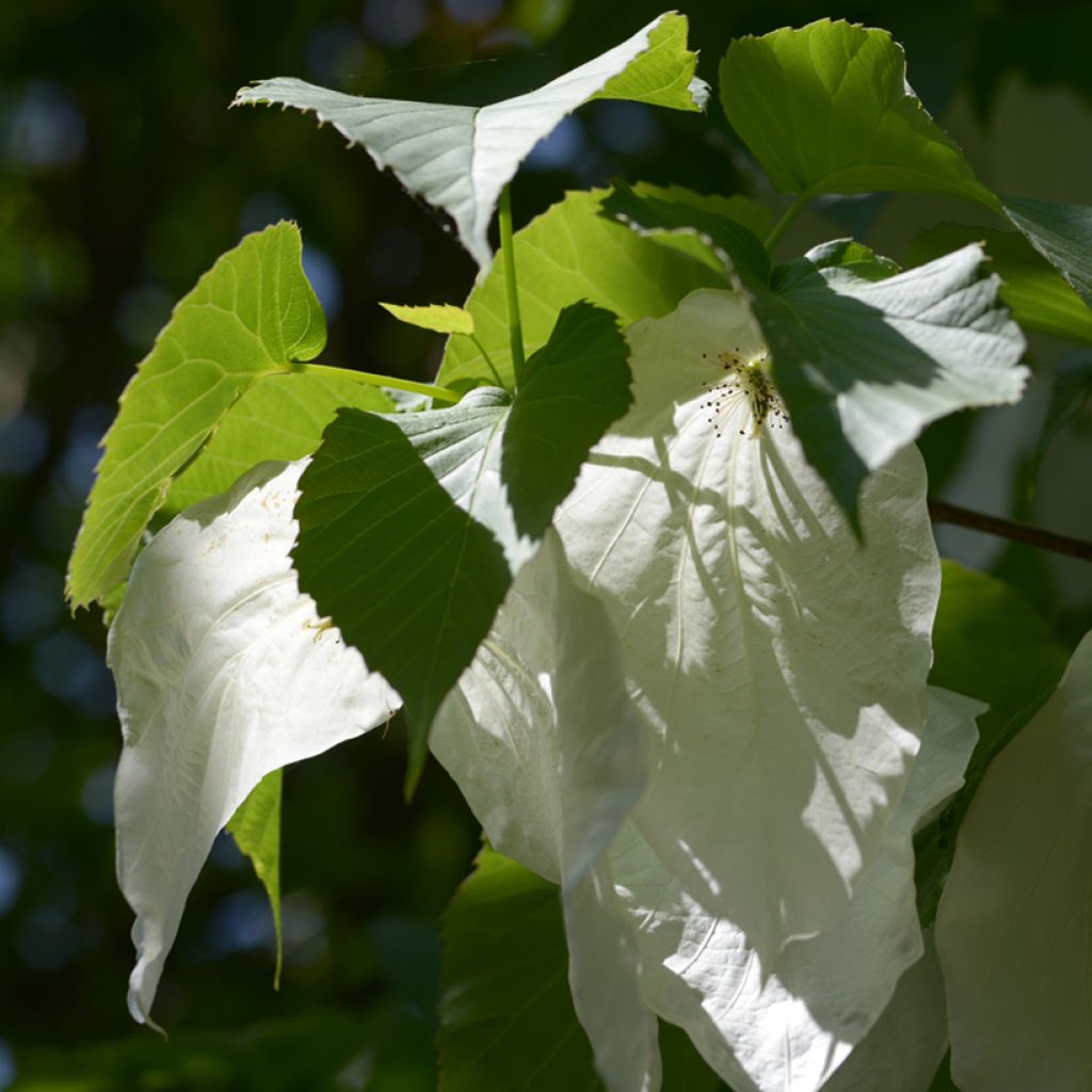 Arbre à mouchoir - Davidia involucrata