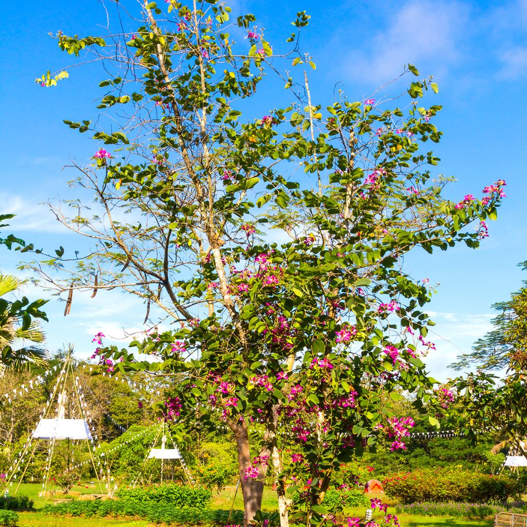 Arbre aux orchidées - Bauhinia purpurea