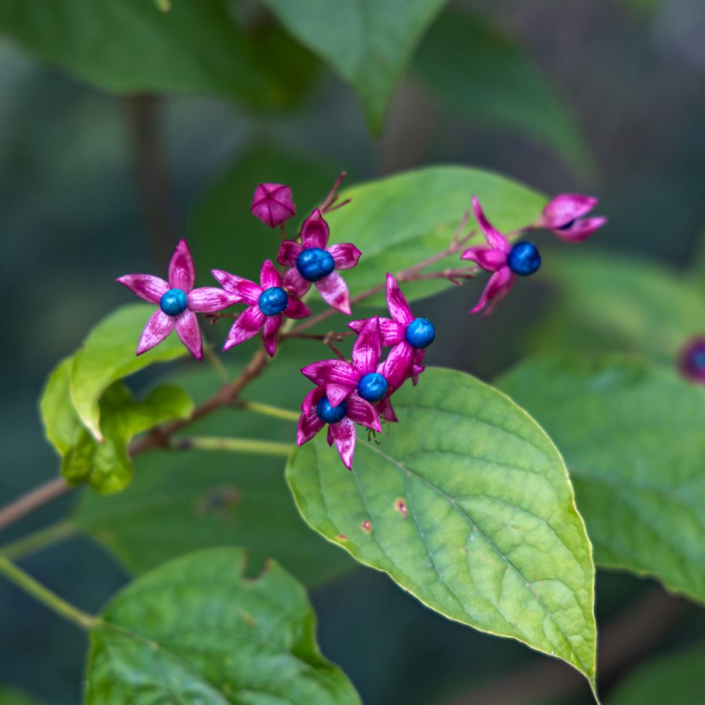 Arbre du clergé Fargesii - Clerodendrum trichotomum Fargesii