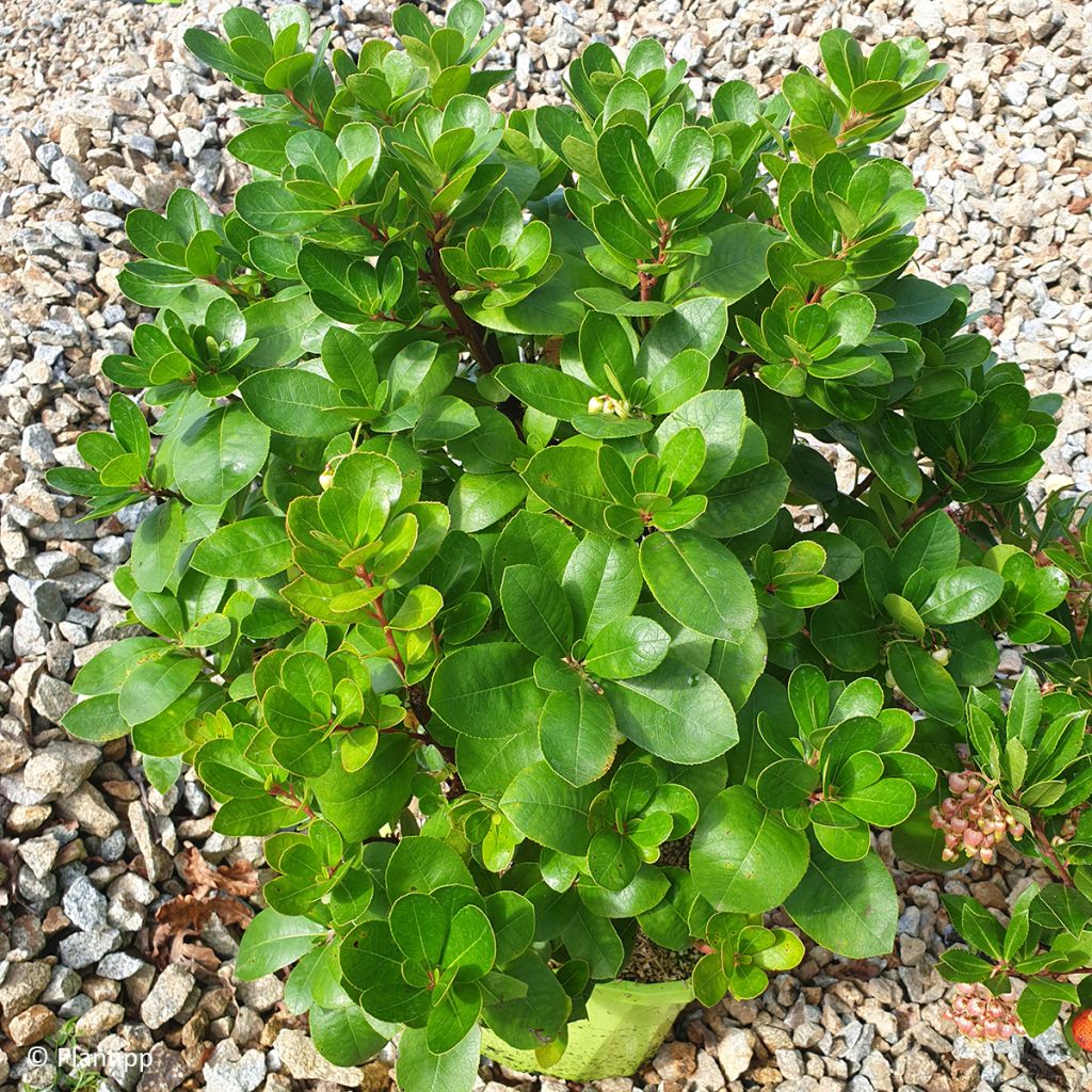 Arbutus unedo Peace and Love - Arbousier