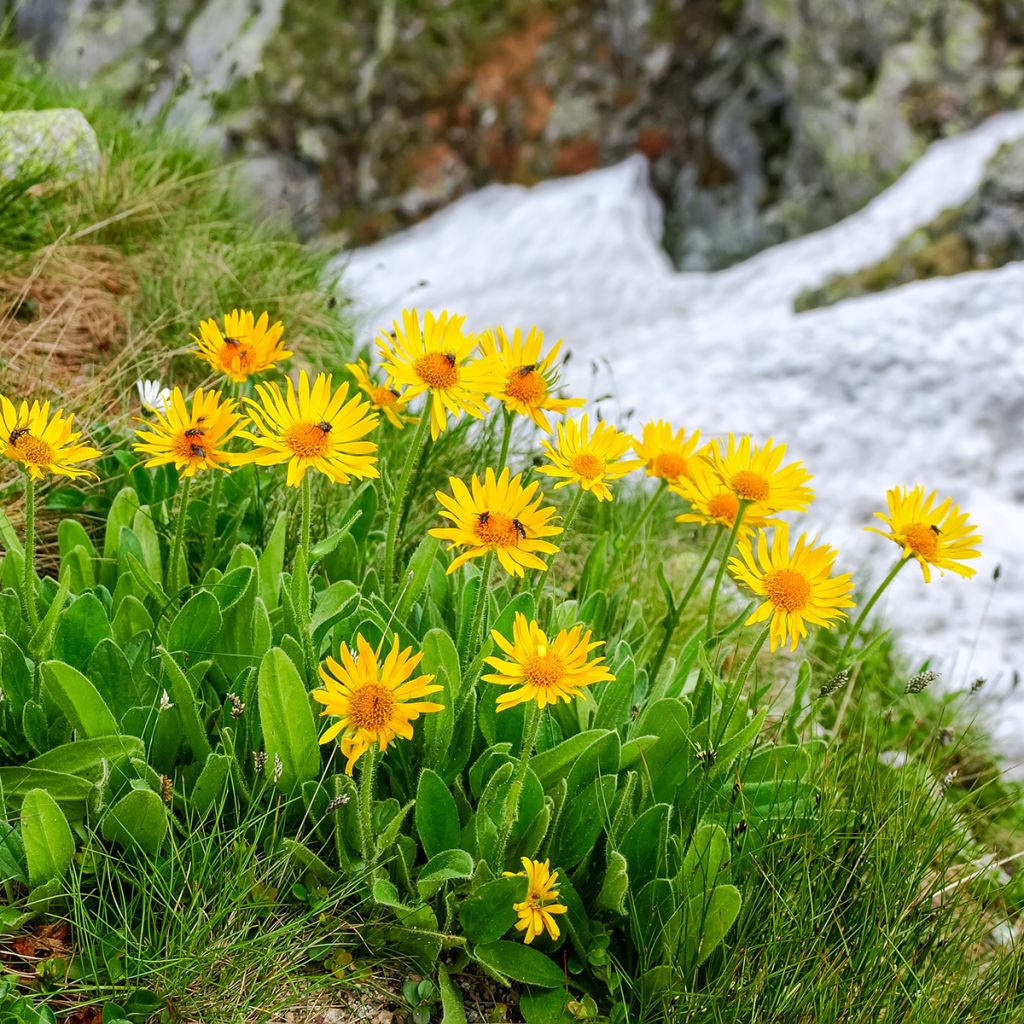Arnica montana BIO - Plantain des Alpes