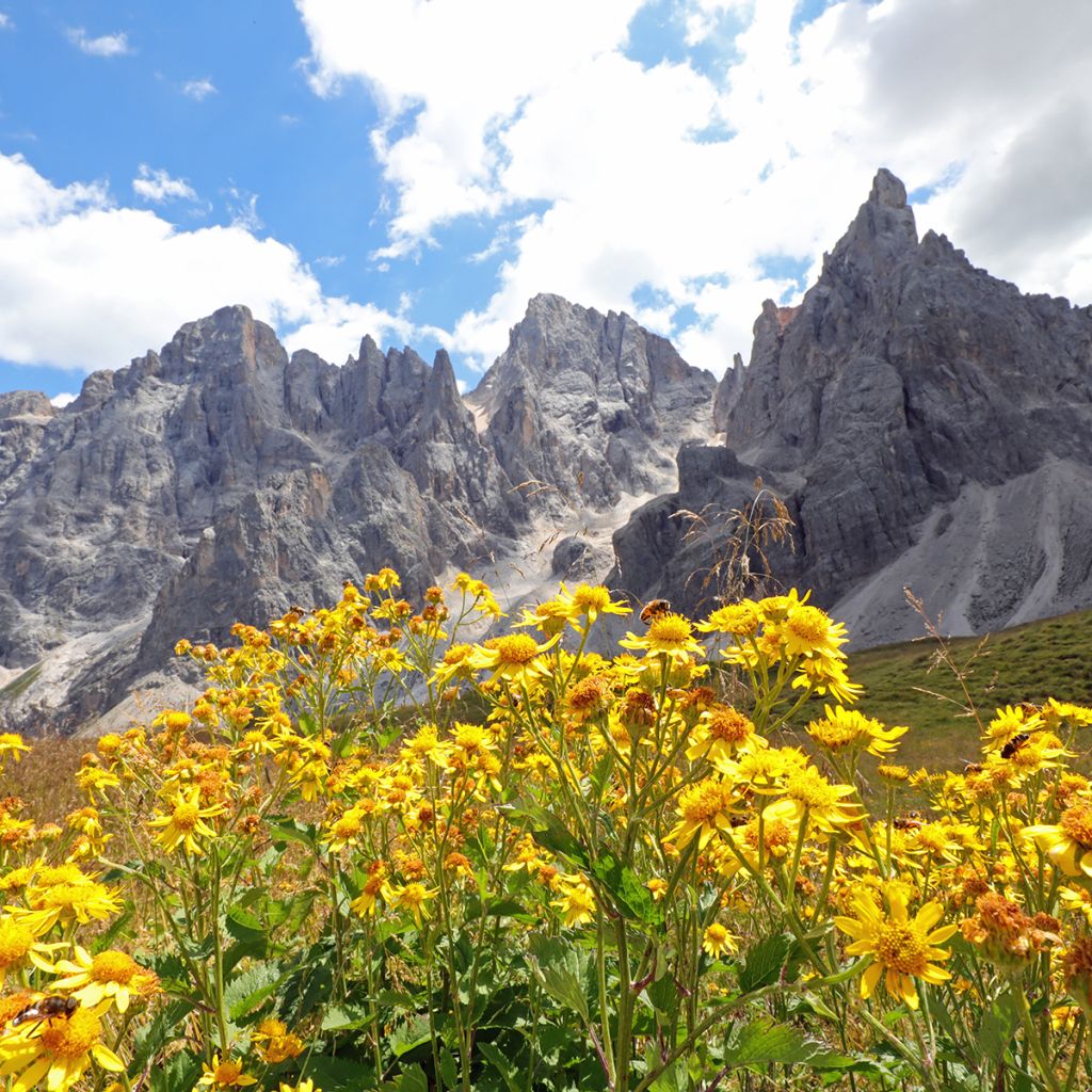 Arnica montana - Graines