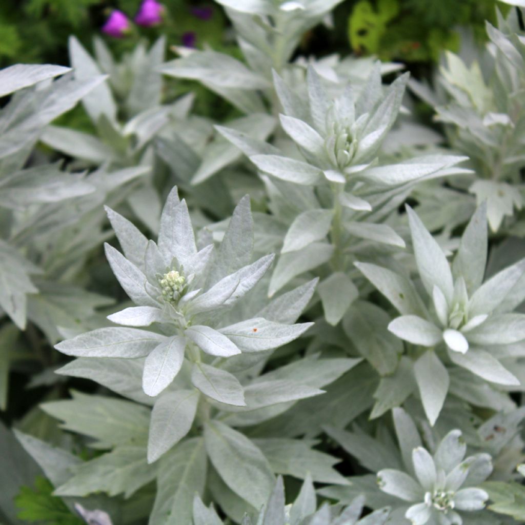 Armoise - Artemisia ludoviciana Valerie Finnis