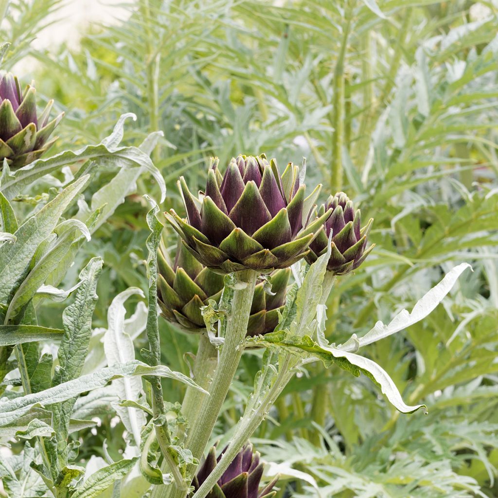 Artichaut Gros vert de Laon - Cynara scolymus 
