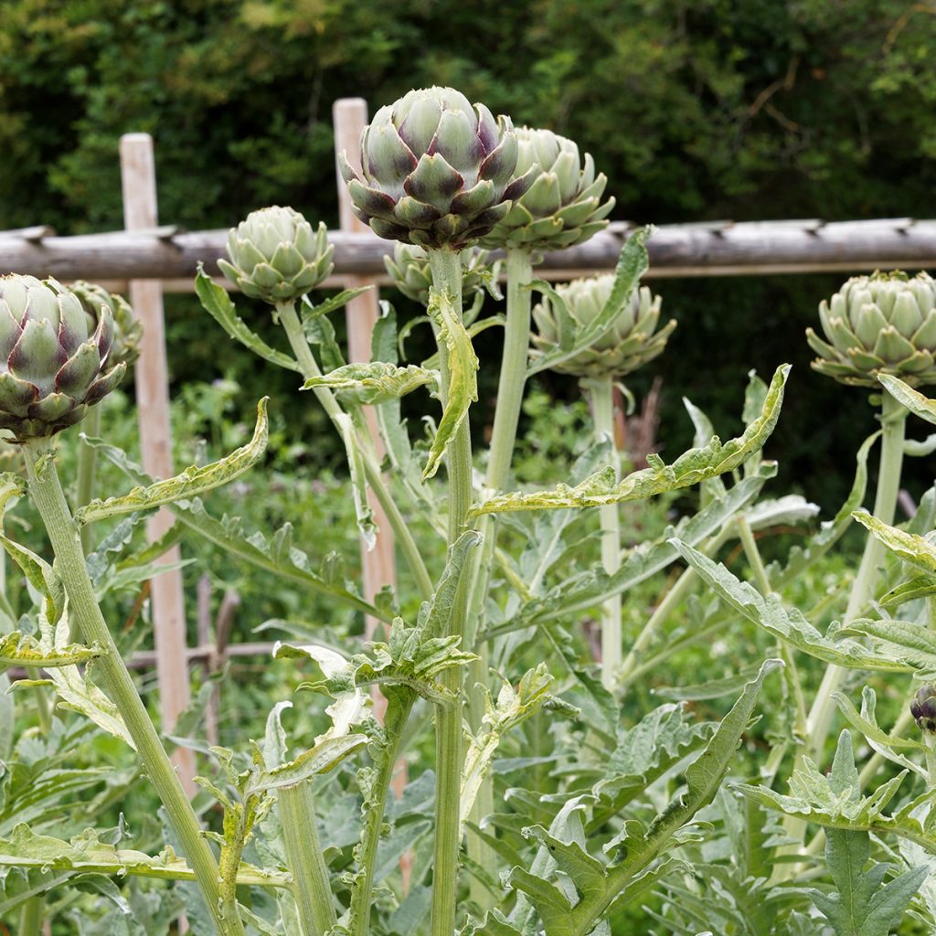 Artichaut Gros vert de Laon - Cynara scolymus 