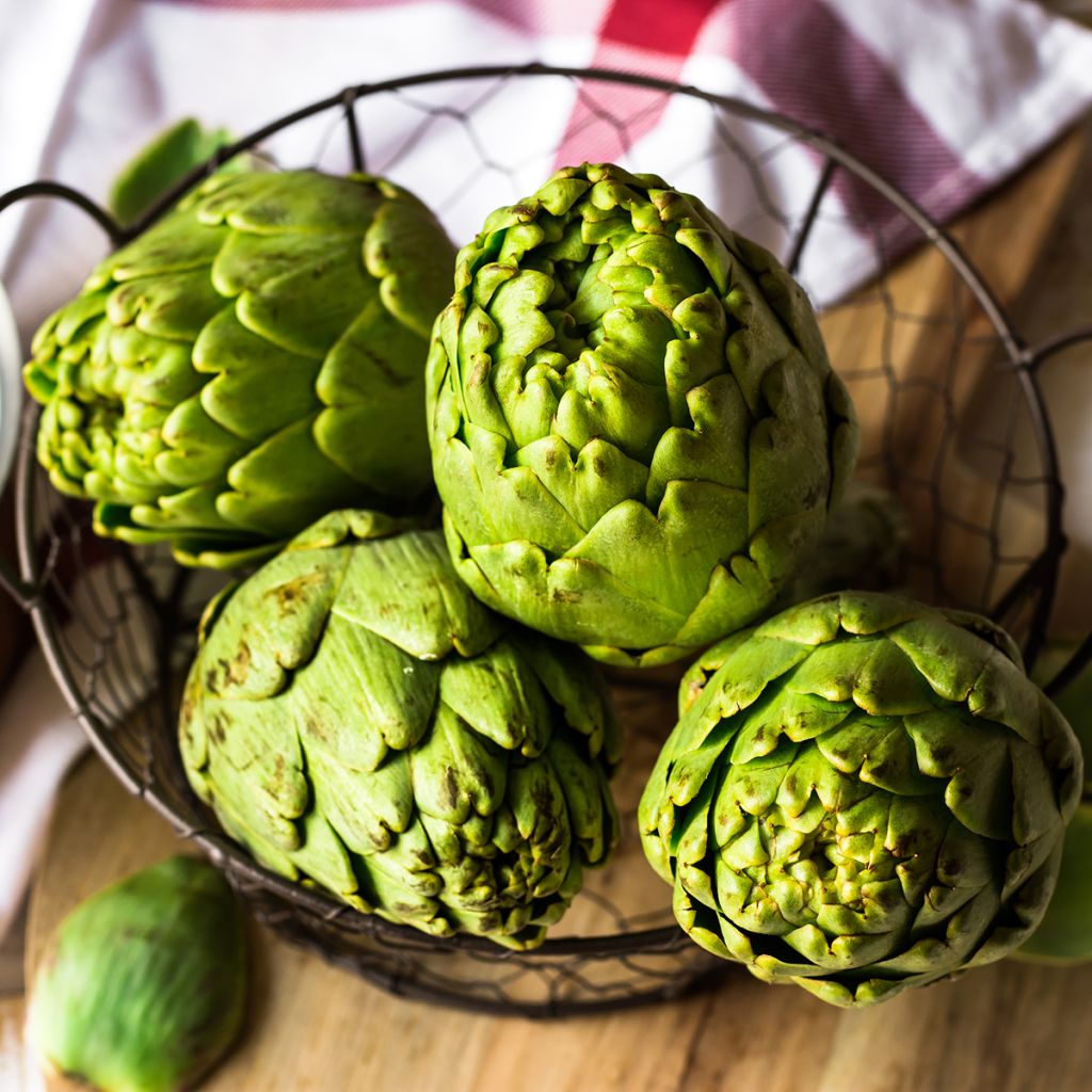 Artichaut Vert de Provence
