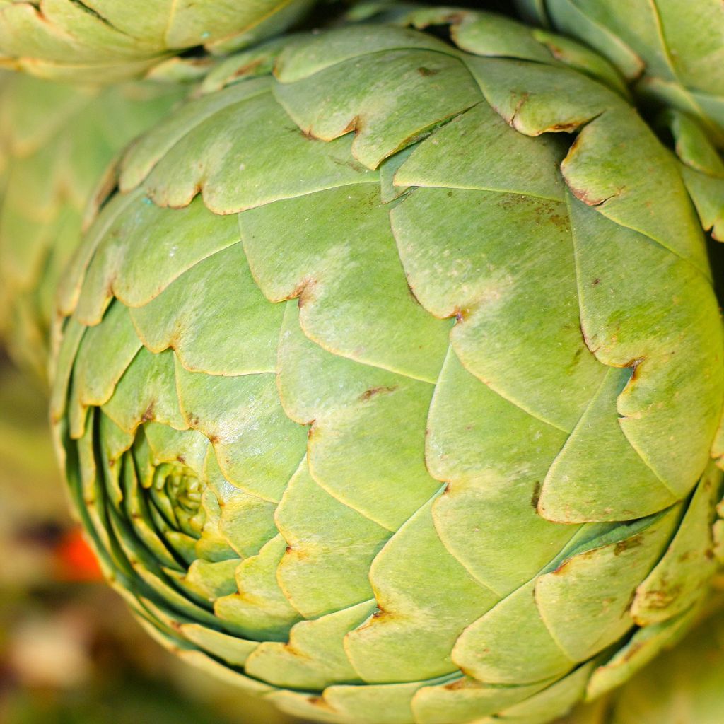 Artichaut Vert de Provence