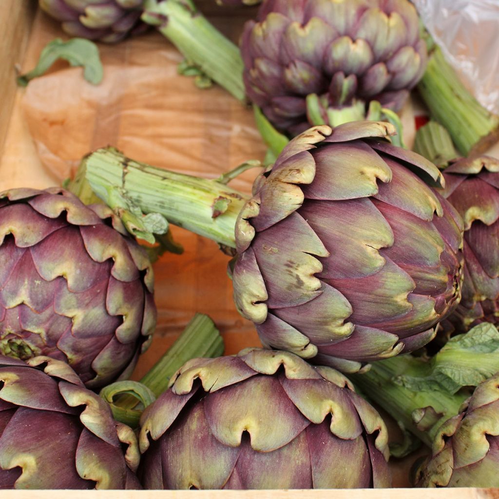 Artichaut Violet de Provence Bio - Ferme de Sainte Marthe