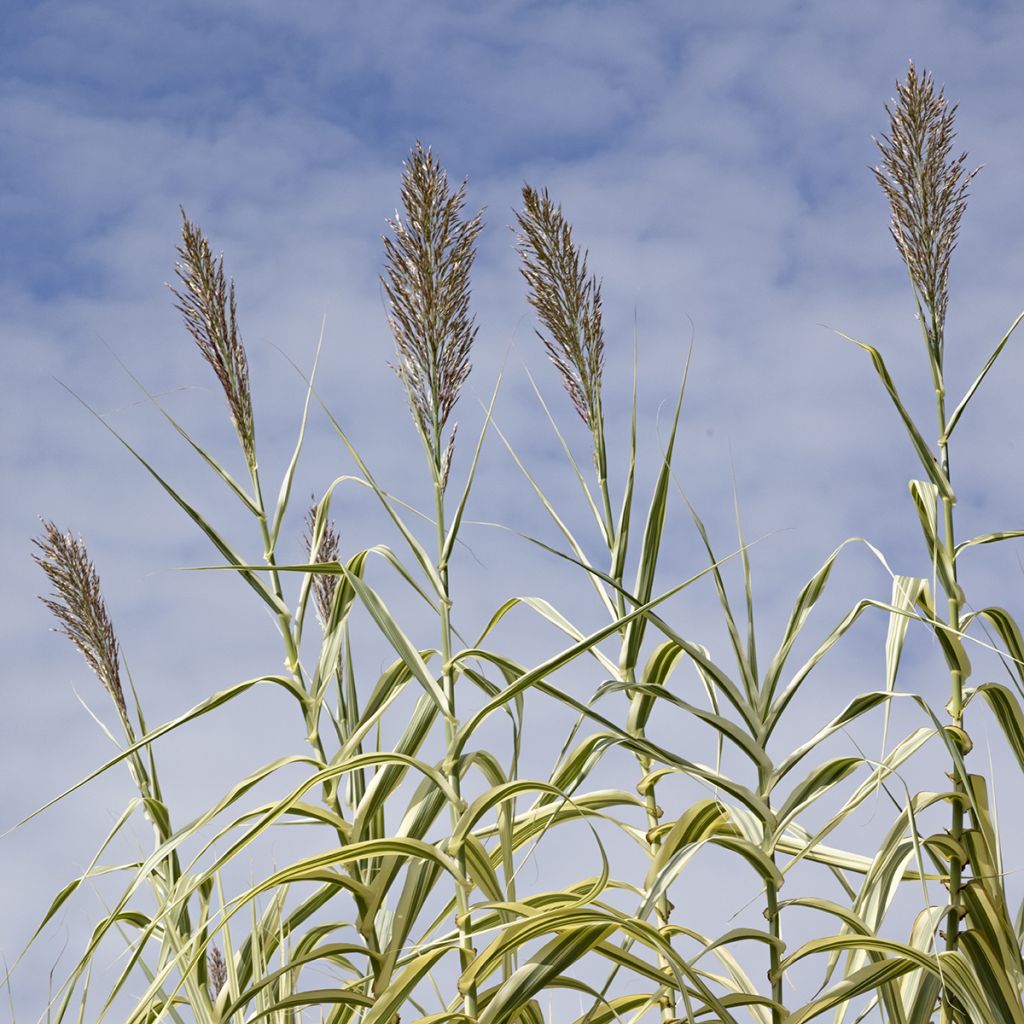 Arundo donax Aureovariegata - Canne de Provence