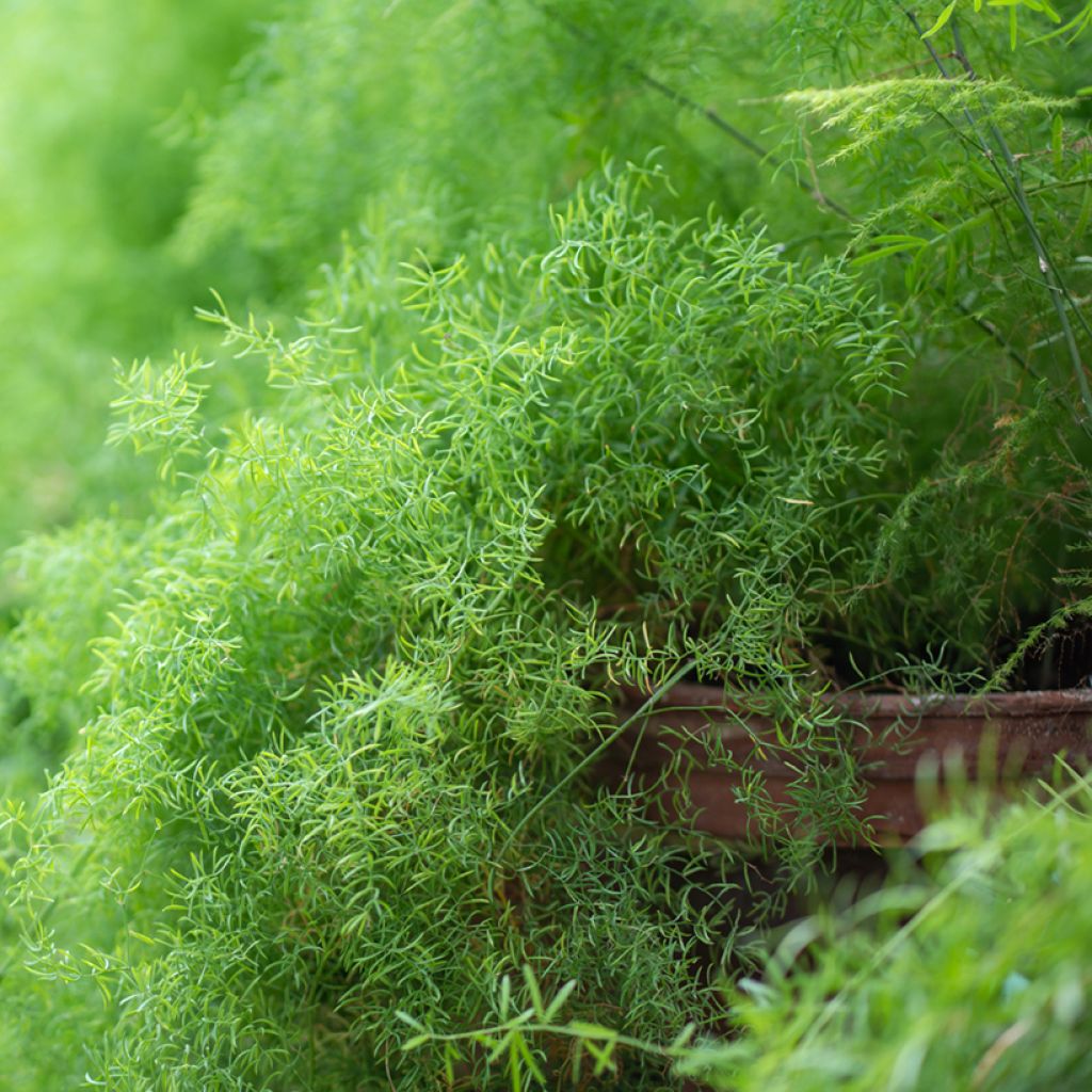 Asparagus sprengeri - Asperge de Sprenger