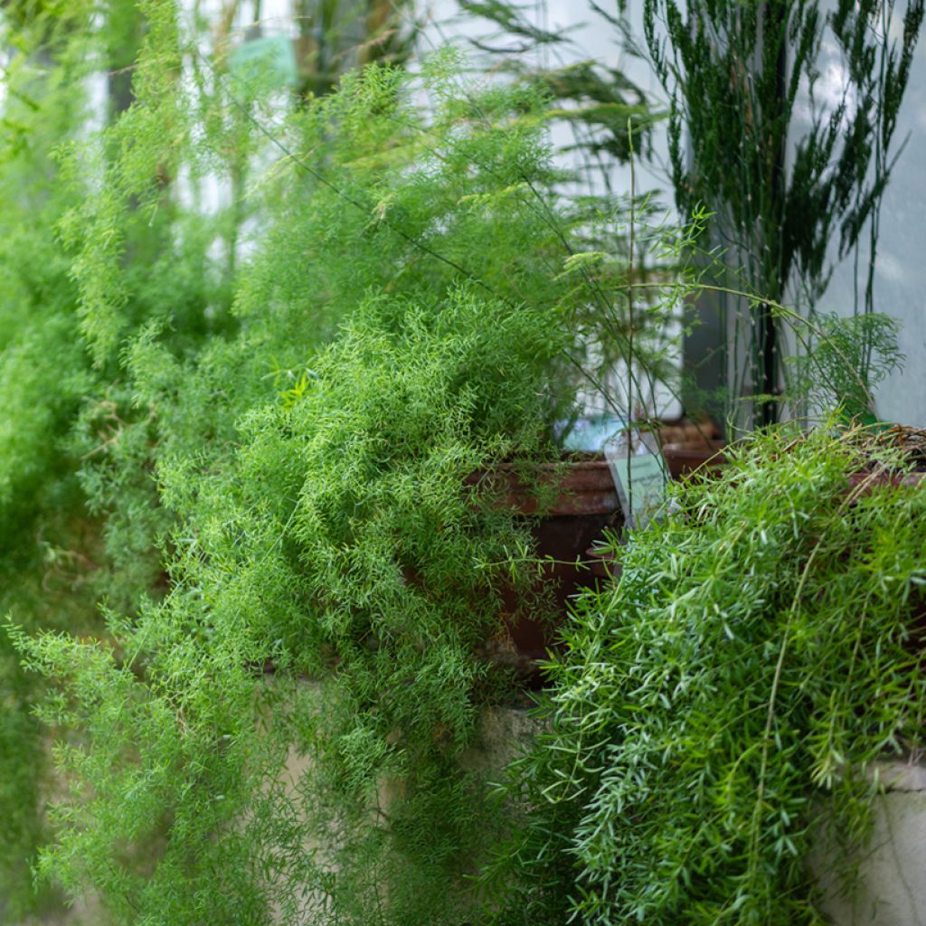 Asparagus sprengeri - Asperge de Sprenger