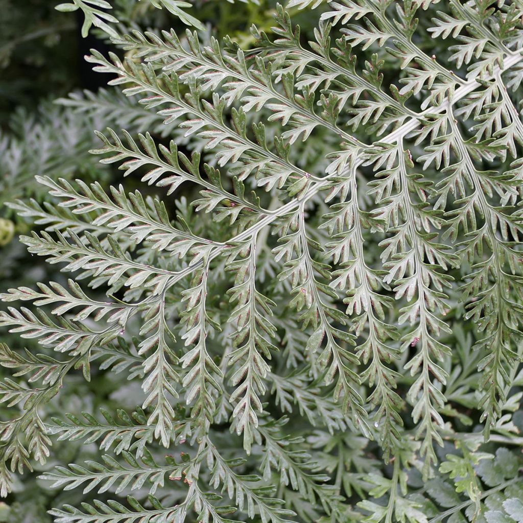 Asplenium Parvati - Fougère