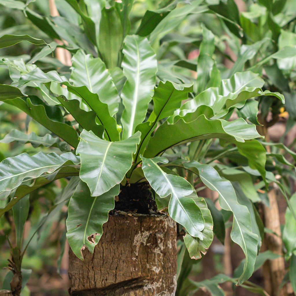 Asplenium nidus - Fougère nid d'oiseau