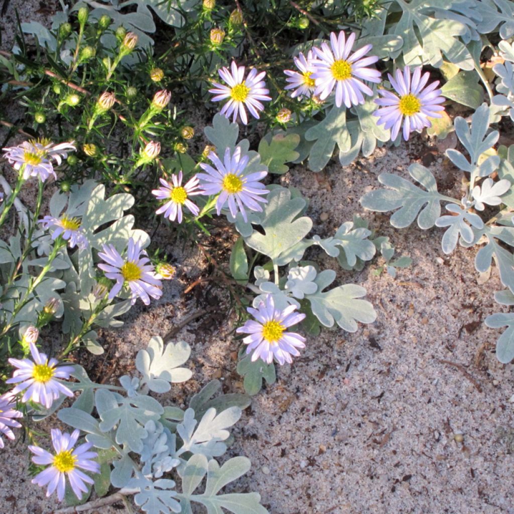 Aster à feuilles de lin - Aster linariifolius