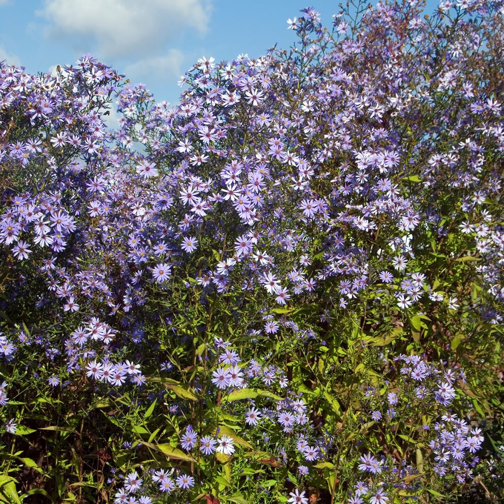 Aster cordifolius Little Carlow - Aster d'automne
