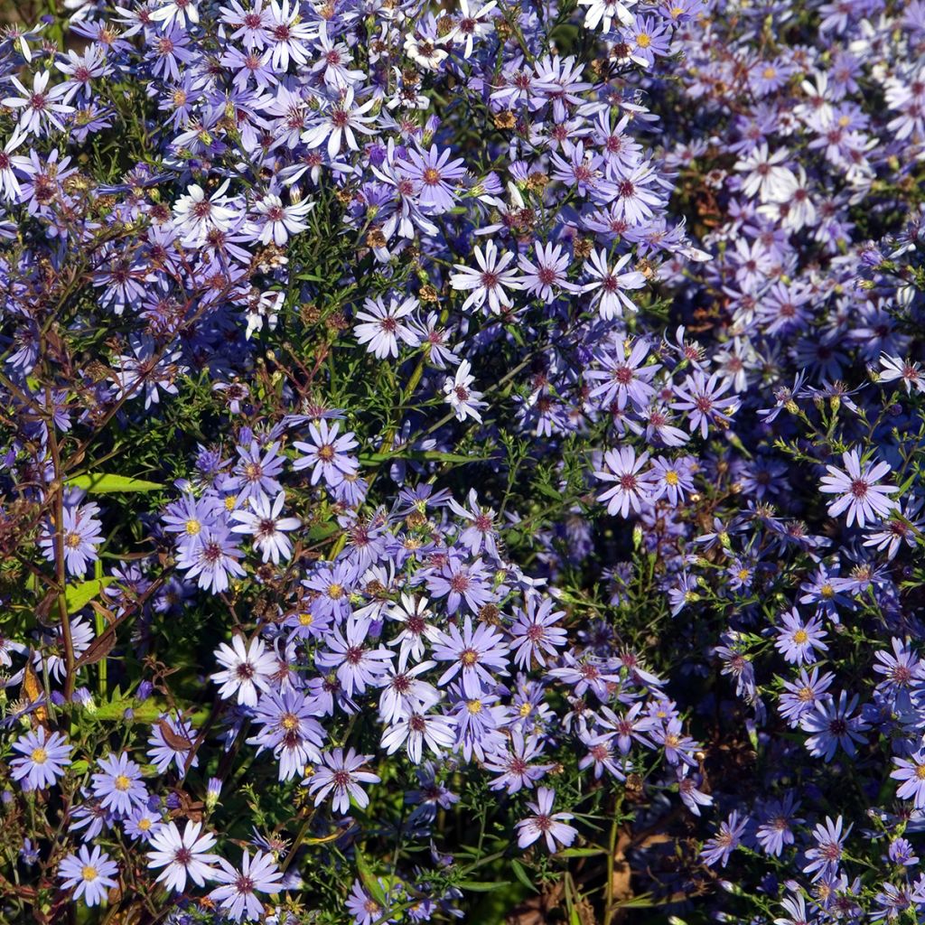 Aster cordifolius Little Carlow - Aster d'automne