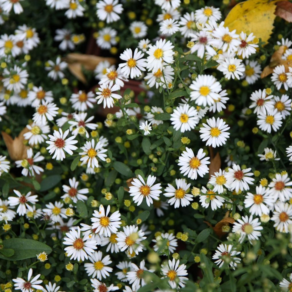 Aster ericoïdes