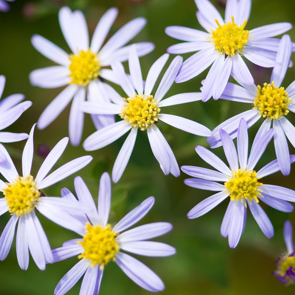 Aster ageratoides Adustus Nanus - Aster nain d'été