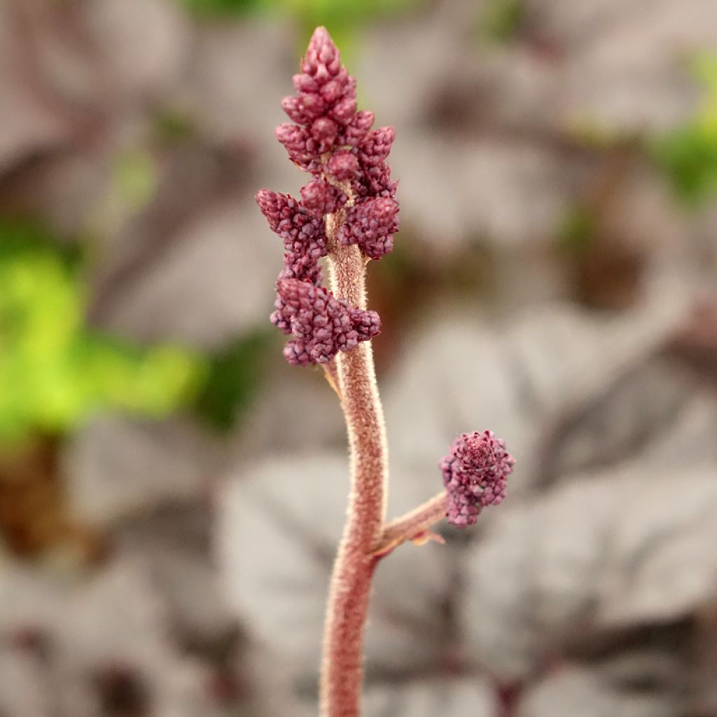 Astilbe Darkside Of The Moon