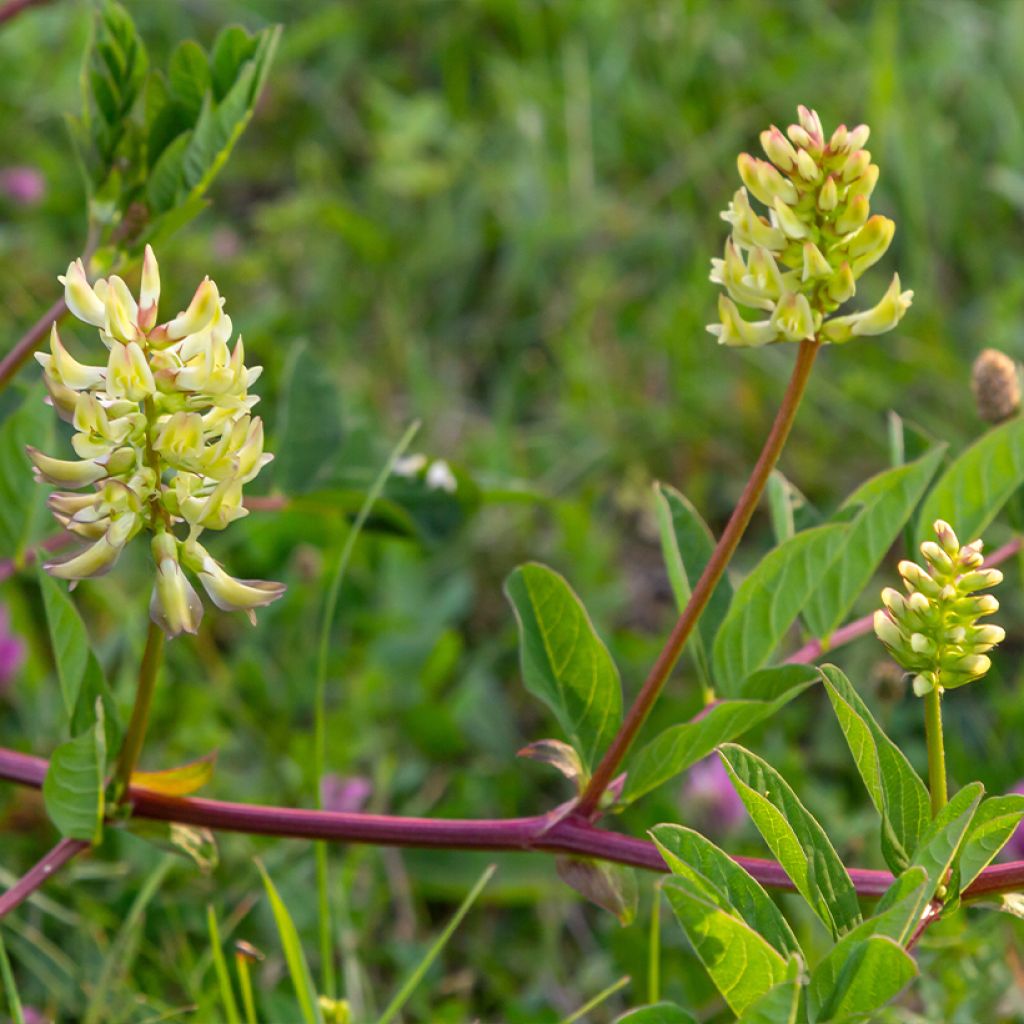 Astragalus glycyphyllos