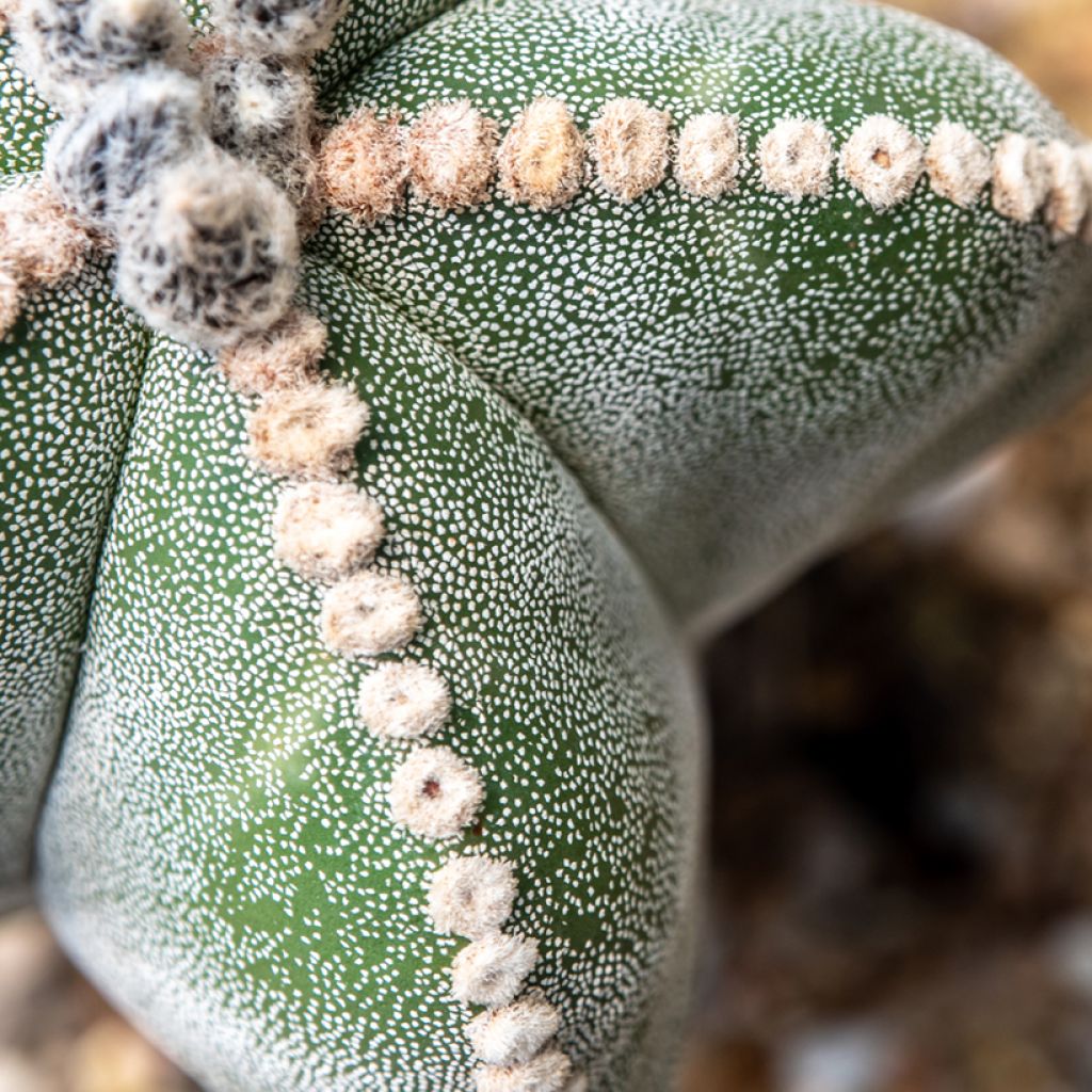 Astrophytum myriostigma - Bonnet d'evêque