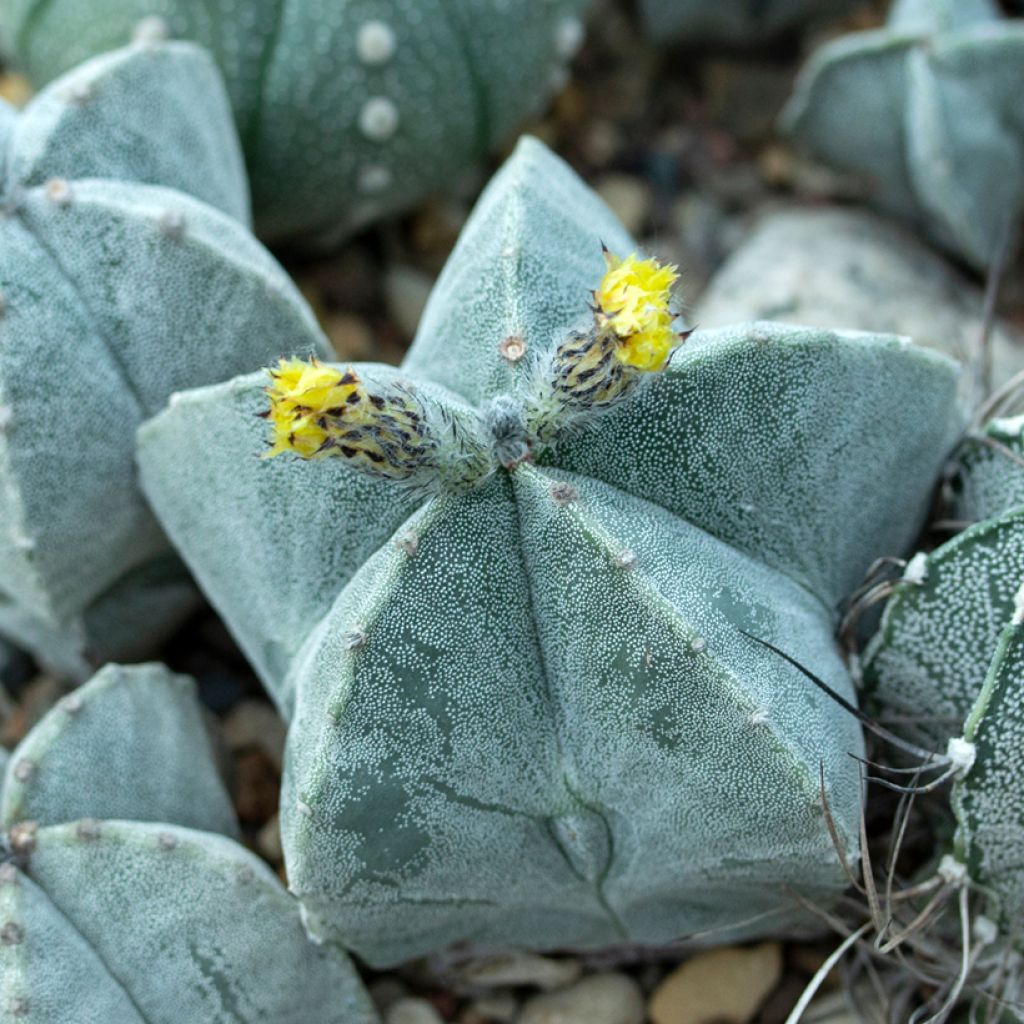 Astrophytum myriostigma - Bonnet d'evêque