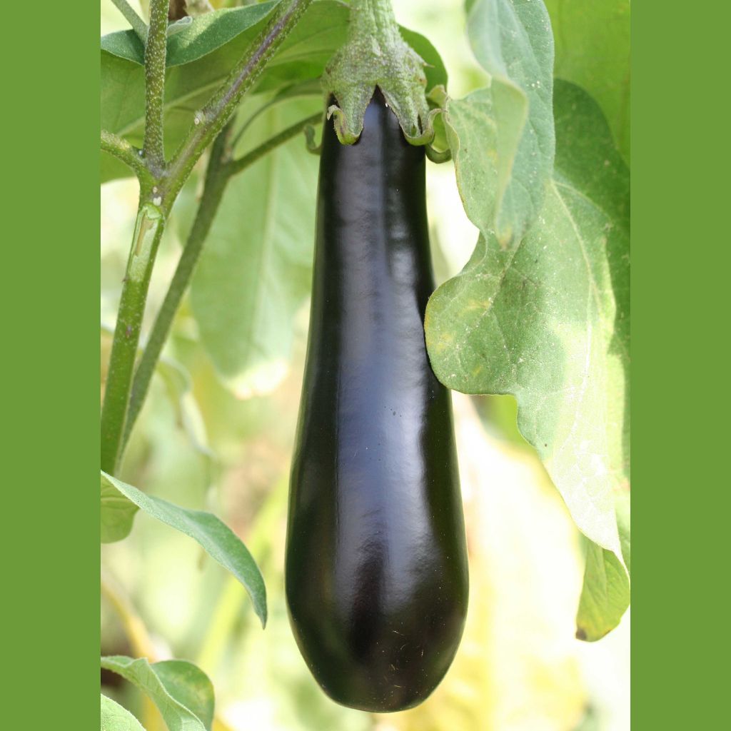 Aubergine de Barbentane
