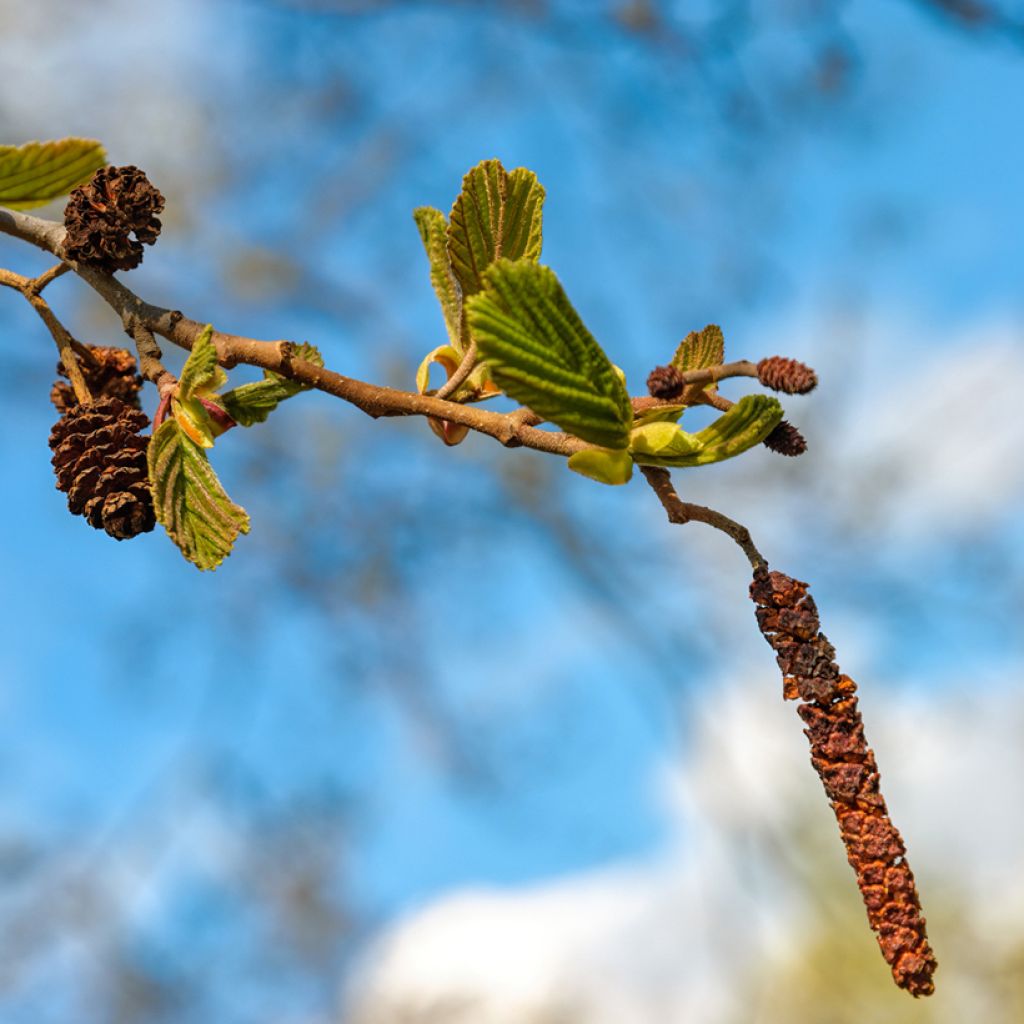 Aulne de Corse - Alnus cordata