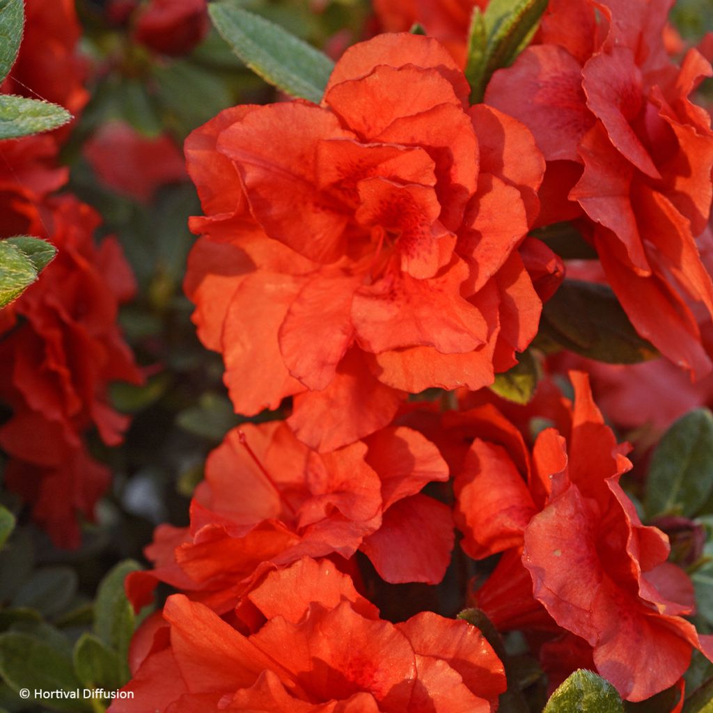 Azalée hybride REPETITA Coral - Azalée remontante