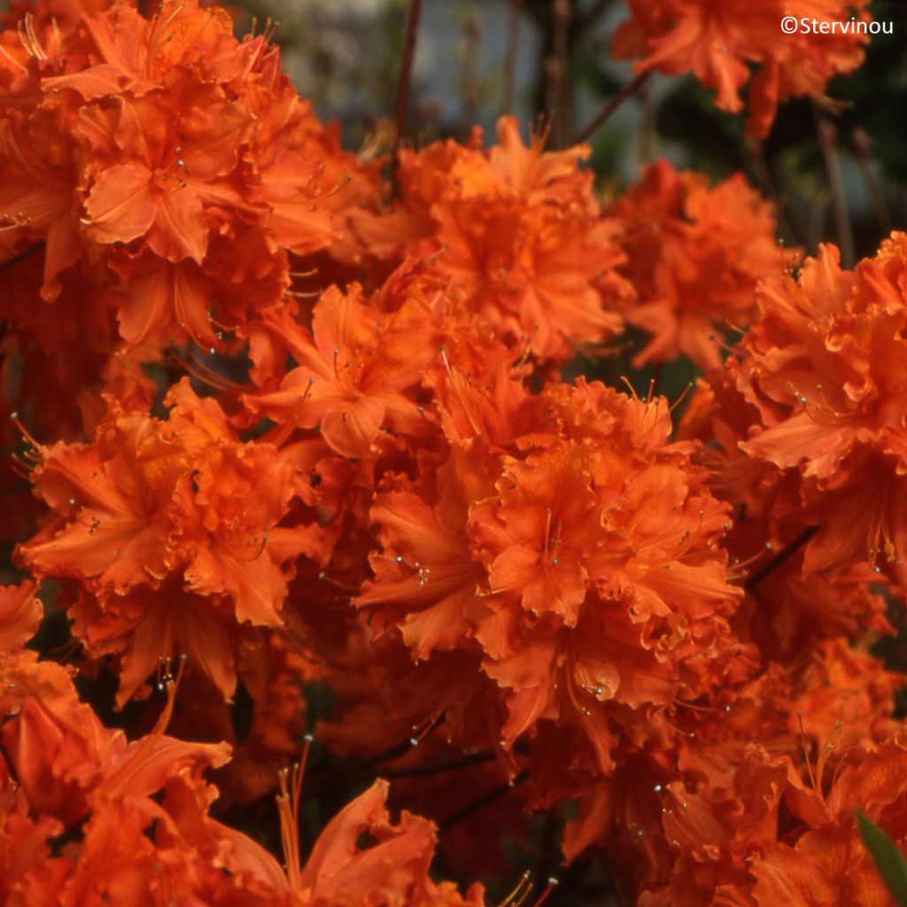 Azalée de Chine Orangeade - Azalea mollis