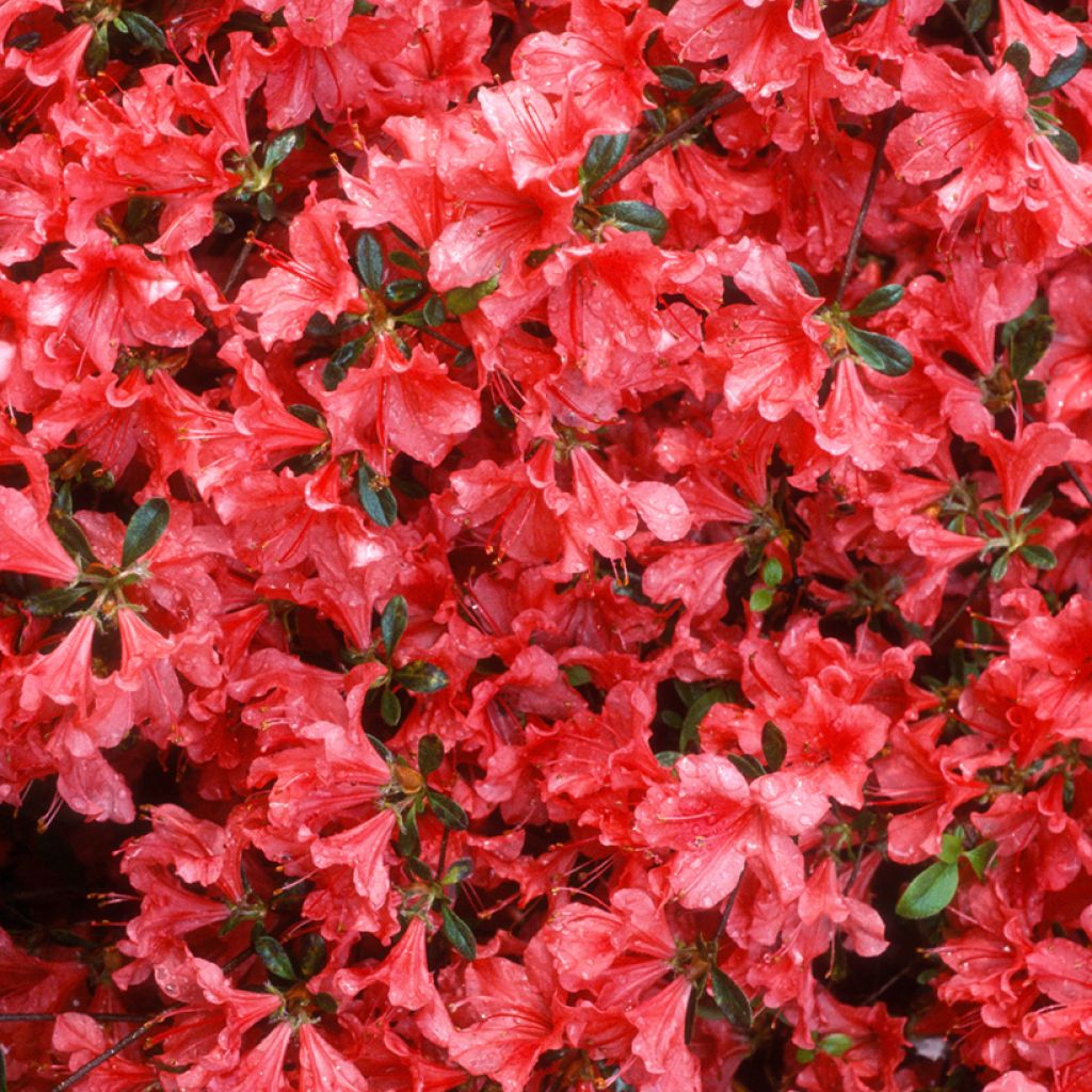 Azalée du Japon Vuyk's Scarlet - Rhododendron hybride.