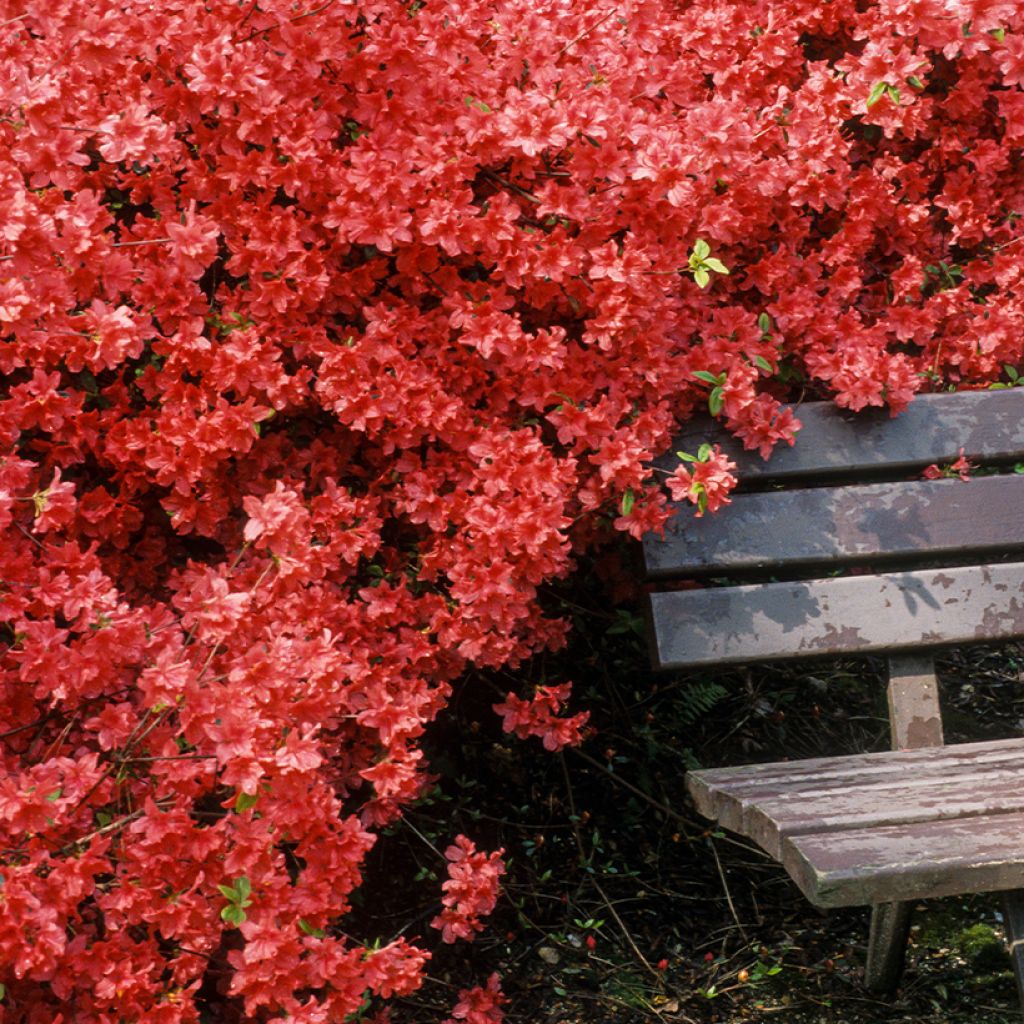 Azalée du Japon Vuyk's Scarlet - Rhododendron hybride.