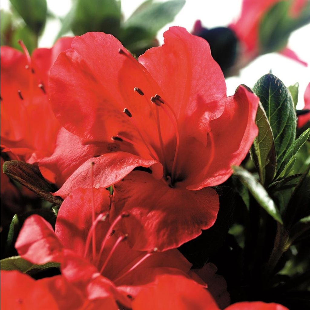 Azalée hybride ENCORE® Sunset