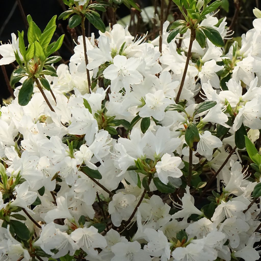 Azalée du Japon Palestrina - Rhododendron hybride