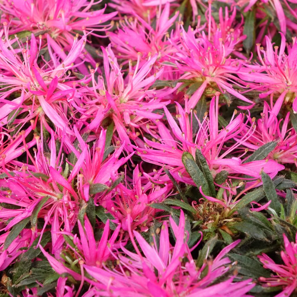 Azalée japonaise Star Style Pink - Azalea japonica