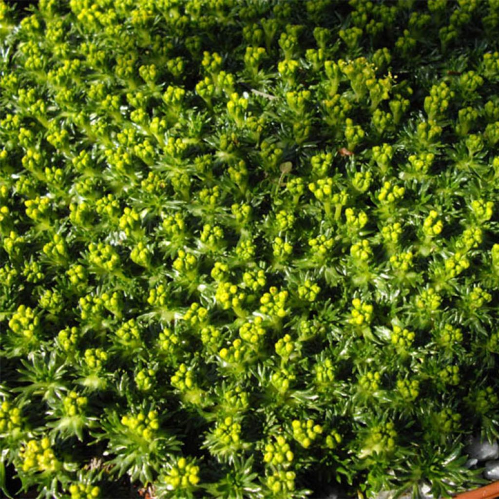 Azorella trifurcata Nana - Azorelle 