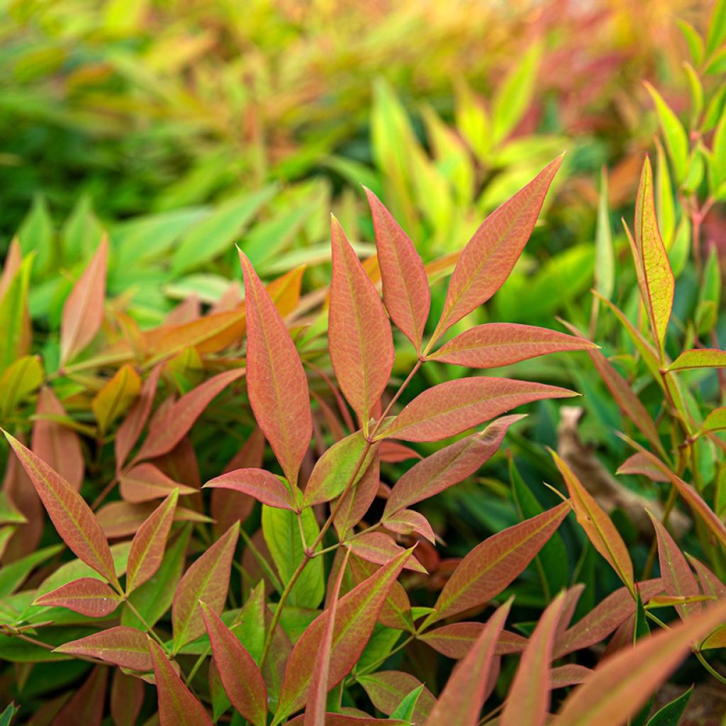 Bambou sacré - Nandina domestica Magical Sunrise