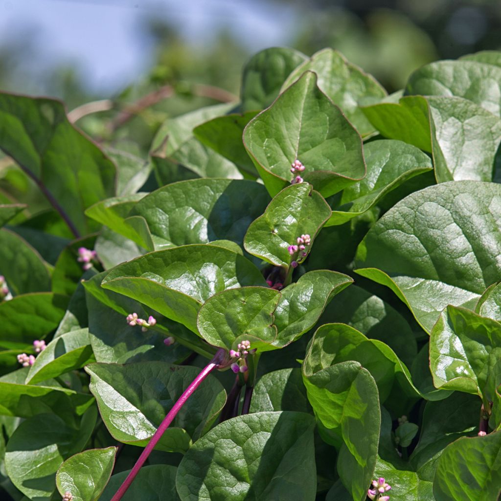 Basella alba ou Epinard de Malabar Select Red - Graines