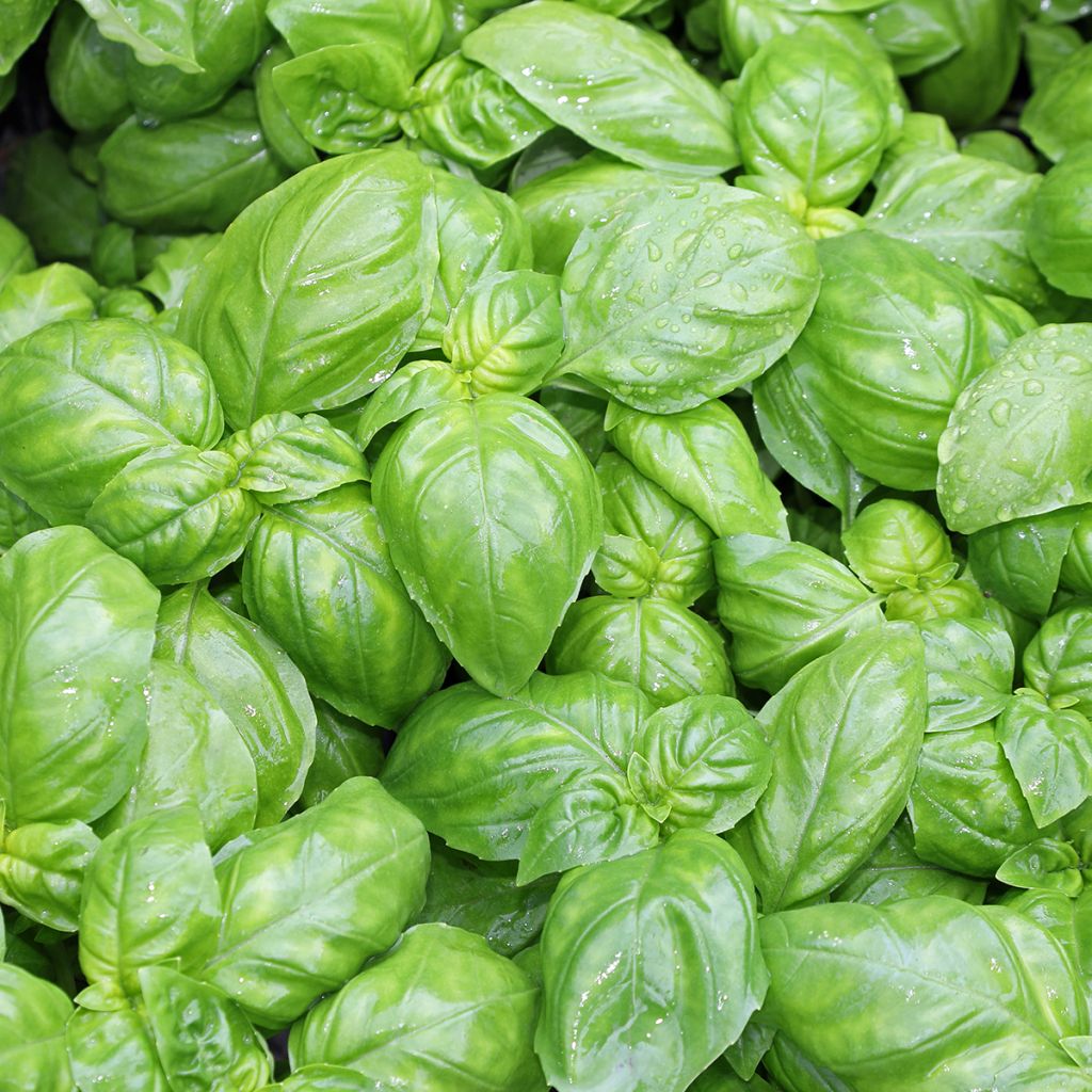Basilic Genovese BIO
