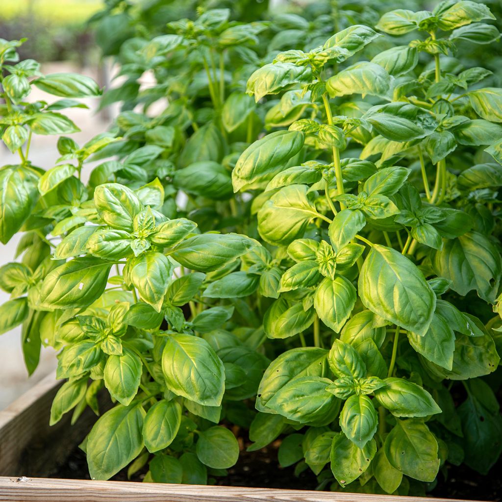 Basilic Genovese BIO