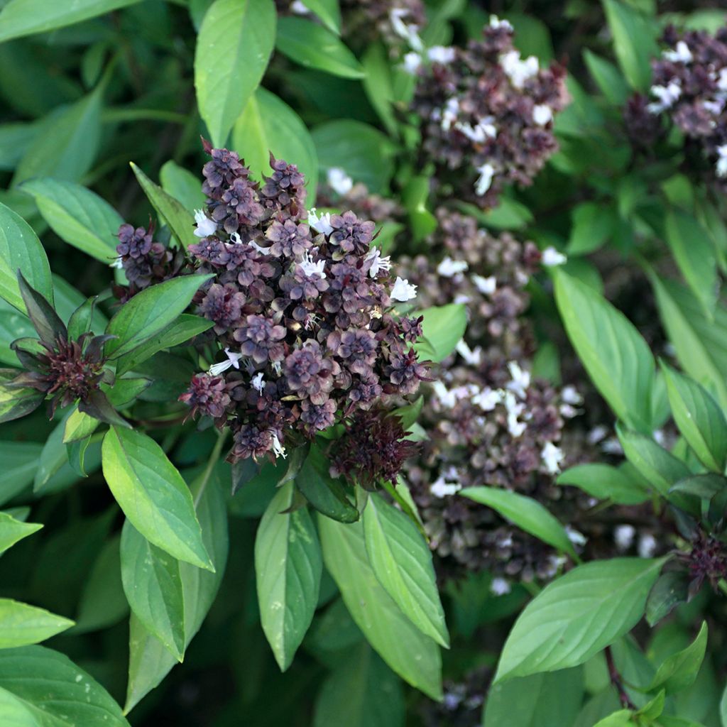 Basilic Thaï Reine de la Thaïlande (Siam Queen)