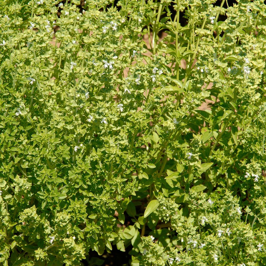 Basilic fin vert nain compact