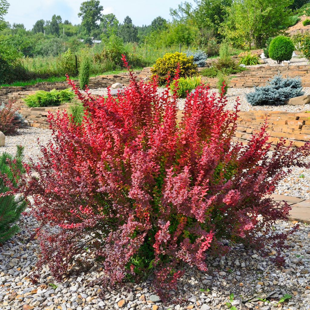 Beberis thunbergii Red Rocket - Epine-vinette