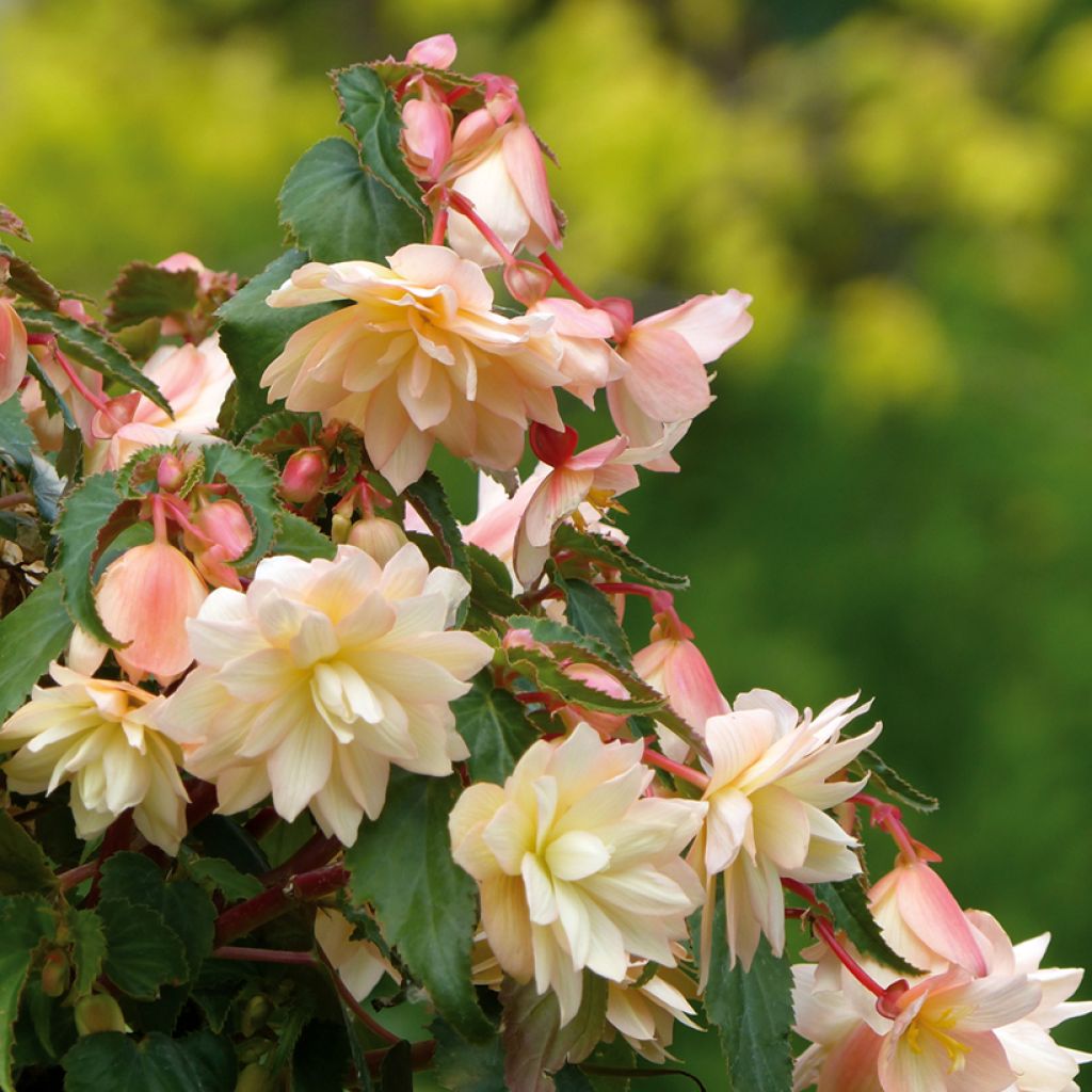 Begonia retombant Belleconia Cream