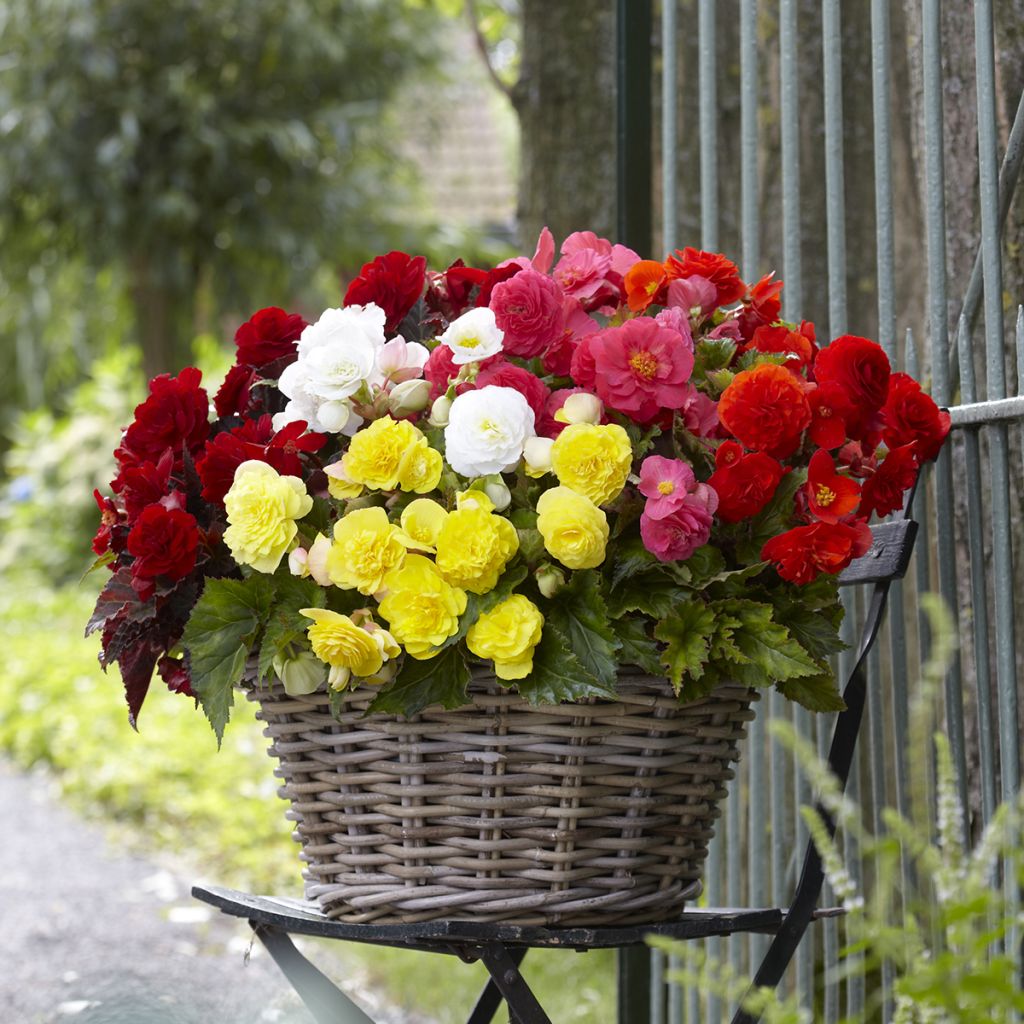 Begonia multiflora Maxima mix 6 couleurs