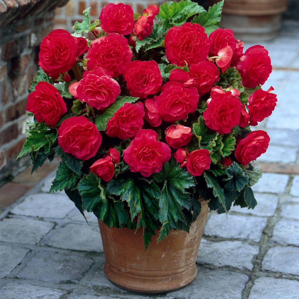 Bégonia double Non Stop Pink