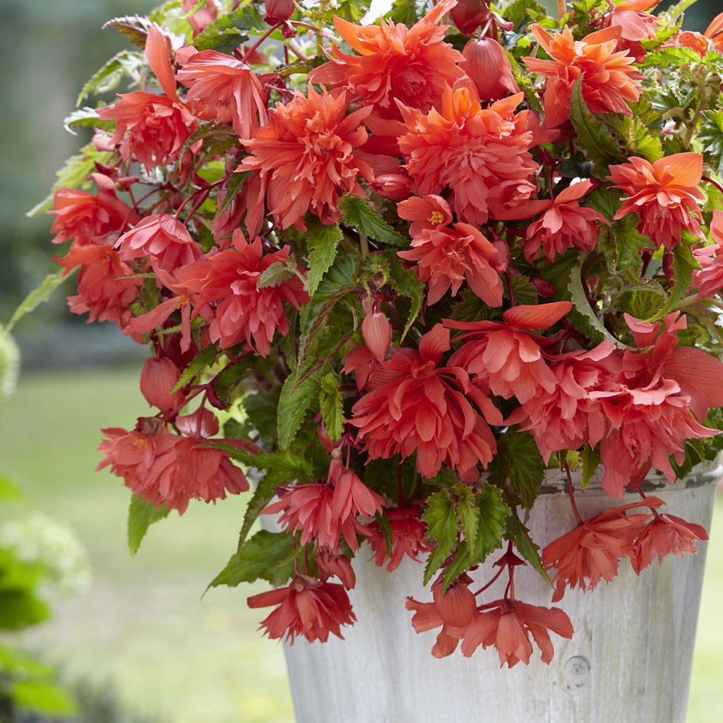 Bégonia retombant Salmon - Begonia Pendula 